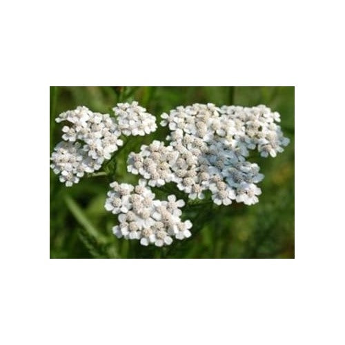 Heirloom White Yarrow Flower Seeds for Planting, Non-GMO [neera-v5-90cdba88cc7670ba079c]