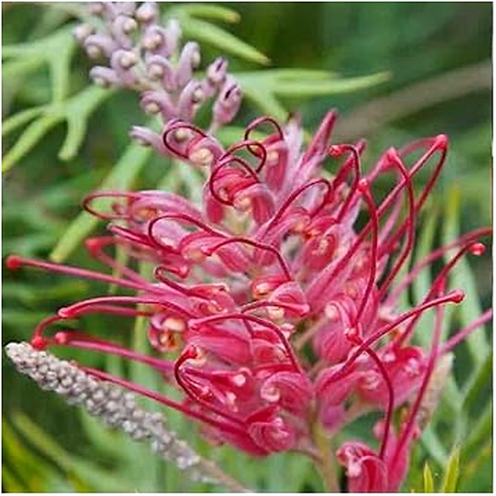 Heirloom Non-GMO Thick Pink Grevillea Robusta Flower Seeds [neera-v5-90d022b41109c5c7a910]