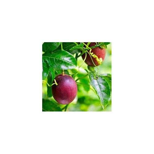 Passion Fruit Seeds for Planting | Heirloom Non-GMO Organic Seeds for Tangy, Refreshing Fruit Vines [neera-v5-90d41ff4ae8ab6af8911]