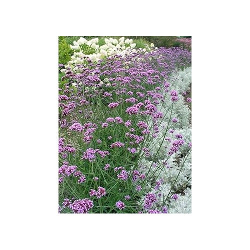 Multi-Color Verbena Flower Seeds for Planting [neera-v5-90d485eb78780b34fc16]