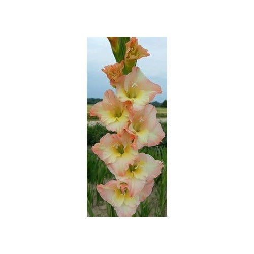 Heirloom Peach Cream Gladiolus Flower Seeds for Planting | Non-GMO Organic Garden Seeds | High Germination Elegant Blooms [neera-v5-90d72503b3fe90e91a75]