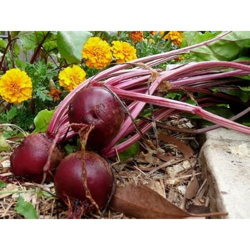 Beetroot Detroit Dark Red Seeds [neera-v5-90d9a74c901a6b7b1a0c]