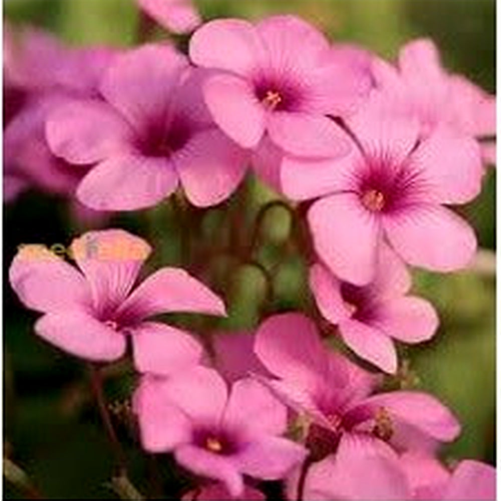 Pink Carpet Oxalis Flower Seeds for Planting [neera-v5-90ddd68241c549607820]