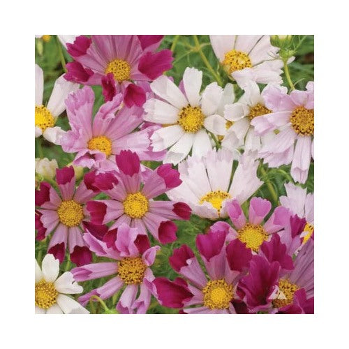 Cosmos Seashells Flower Seedsfree Combined Shipping Heirloom Non Gmo Flower Seeds Home Garden [neera-v5-90ed8836db85b89d1992]