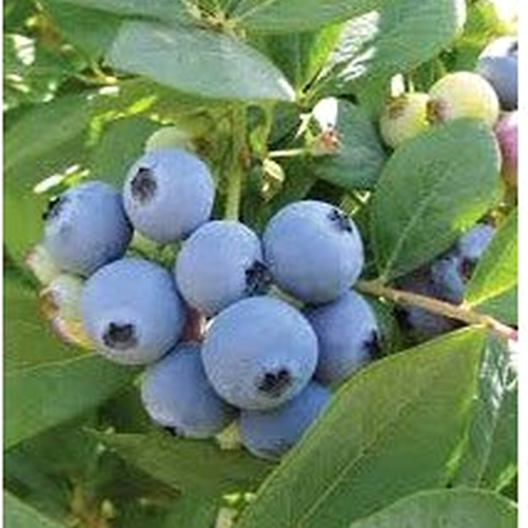 Jewel Blueberries Fruit Seeds for Planting [neera-v5-90f3b35a4563ed4ab880]
