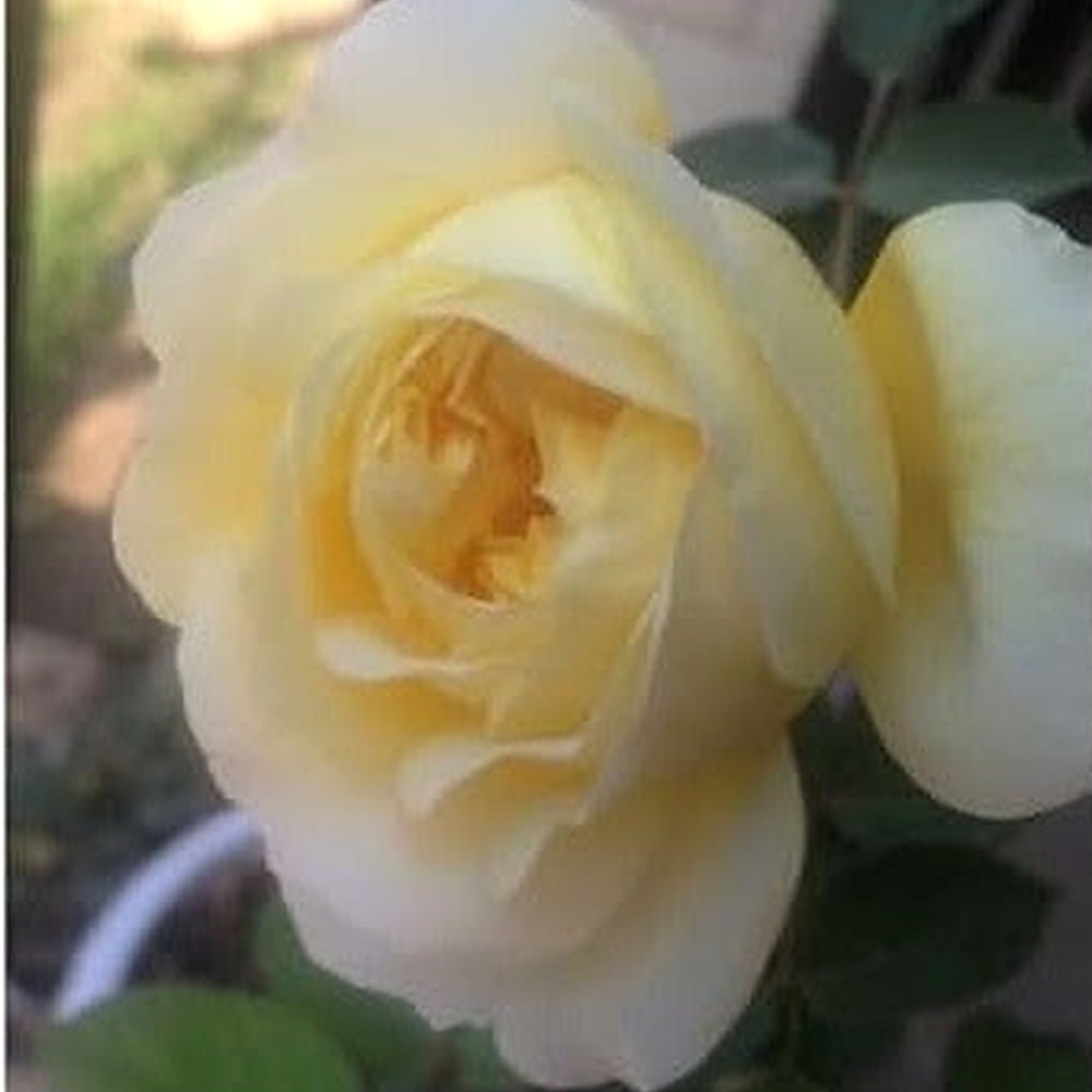Heirloom Non-GMO Rose Tree Flower Seeds for Planting [neera-v5-90f87de2006e1ac7738a]