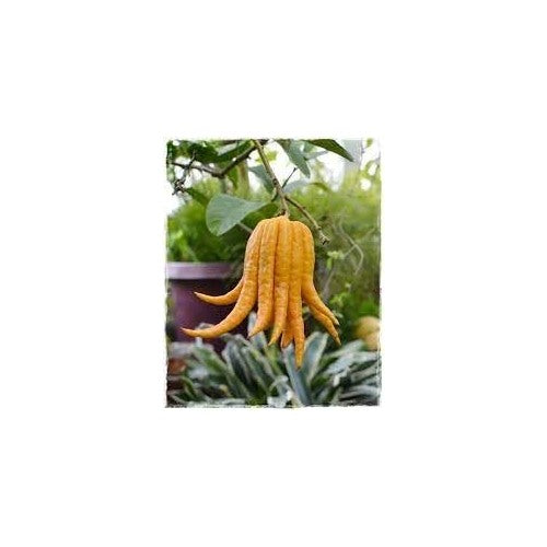 Sarcodactylis (Buddha’s Hand) Seeds for Planting [neera-v5-90fb15bf4a5cb91852e1]