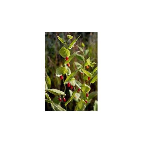 Watermelon Berry Fruit Seeds for Planting [neera-v5-90fc5fa806962e8ef76f]