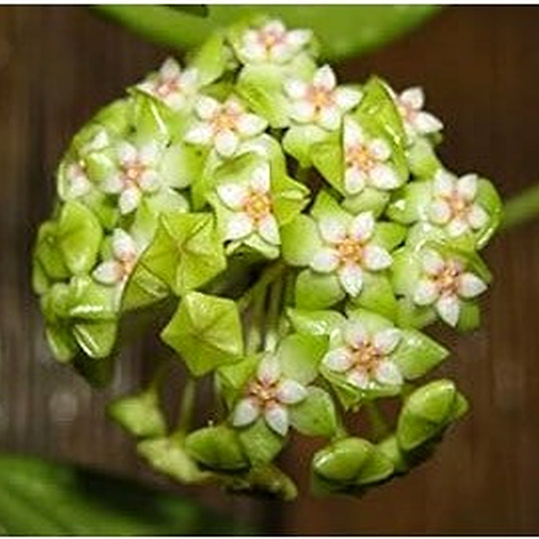 Organic Green White Hoya Flower Seeds for Planting [neera-v5-90fdac3d055de5ebf097]
