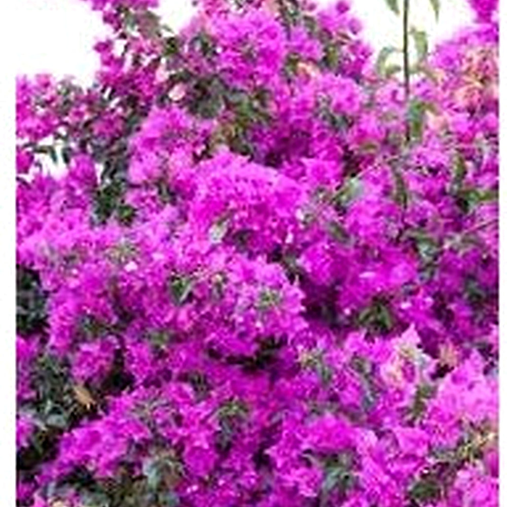 Bougainvillea Spectabilis Flower Seeds for Planting [neera-v5-910ce94e3cc4e7bd35a7]