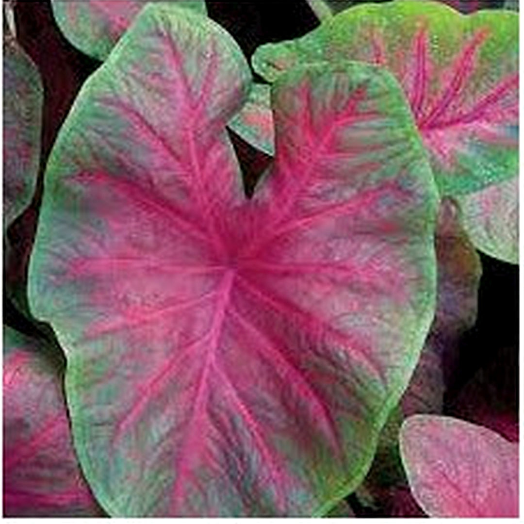 Red Brandywine Caladium Seeds for Planting [neera-v5-9114180e312664efd161]