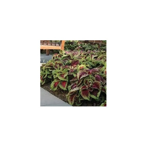 Heirloom Burgundy Green Dragon Coleus Flower Seeds for Planting | Non-GMO Organic Garden Seeds | High Germination Foliage [neera-v5-911a64ee975bc131a379]