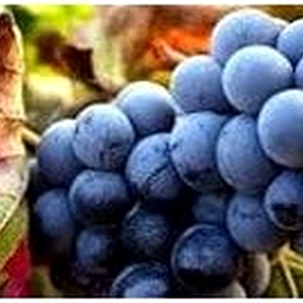 Winterberry Holly Seeds [neera-v5-9132b3be9510a2e303e5]