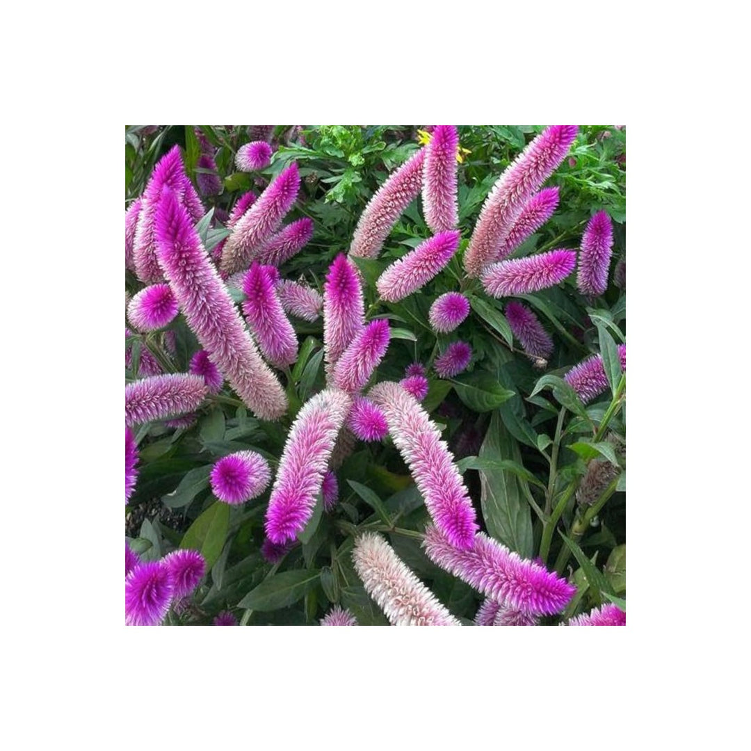 Pink Organic Celosia Caracas Flower For Planting Heirloom Non Gmo Flower Seeds for Home Garden [neera-v5-9133783f771a5ea98947]