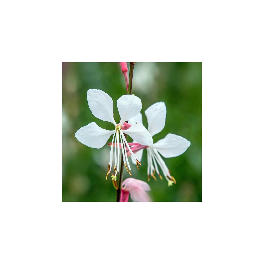 White Heirloom Gaura Lindheimeri Flower Non Gmo Delicate Blooms Garden Planting Flower Seeds [neera-v5-91352529b33012c02d7a]