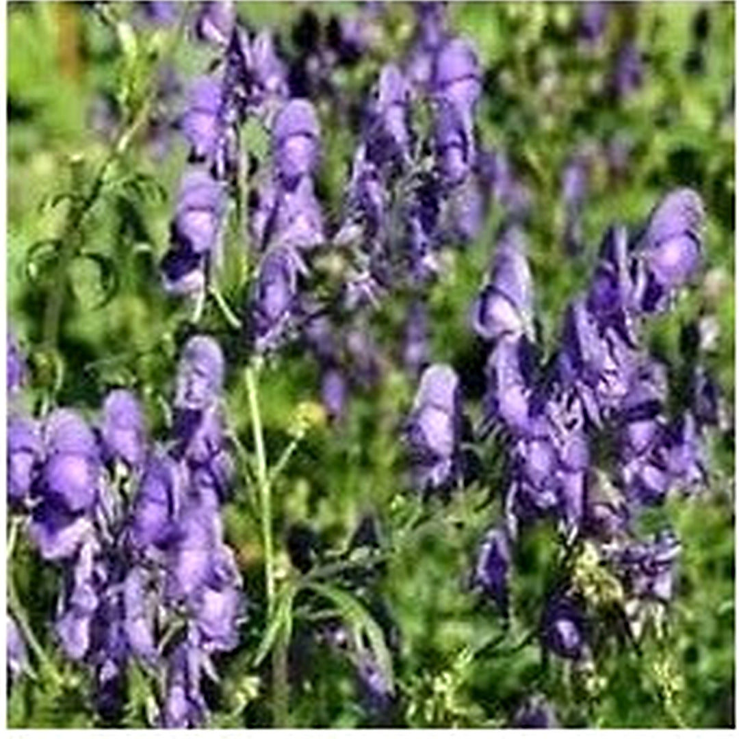 Organic Aconitum Napellus Plant For Planting Heirloom Non Gmo Flower Seeds for Home Garden [neera-v5-913685becedb96ec9e9a]
