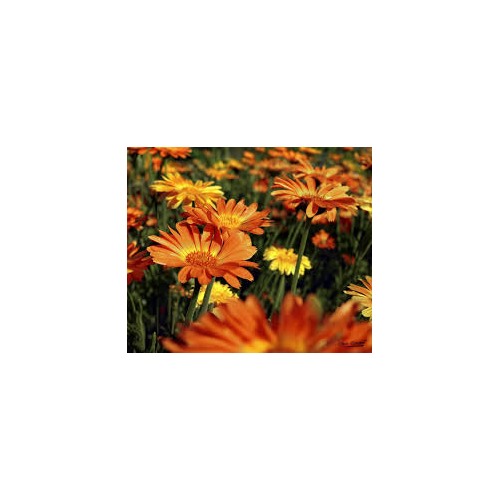 Calendula Officinalis Flower Seeds for Planting [neera-v5-9137a4229ef8dd07bf8b]