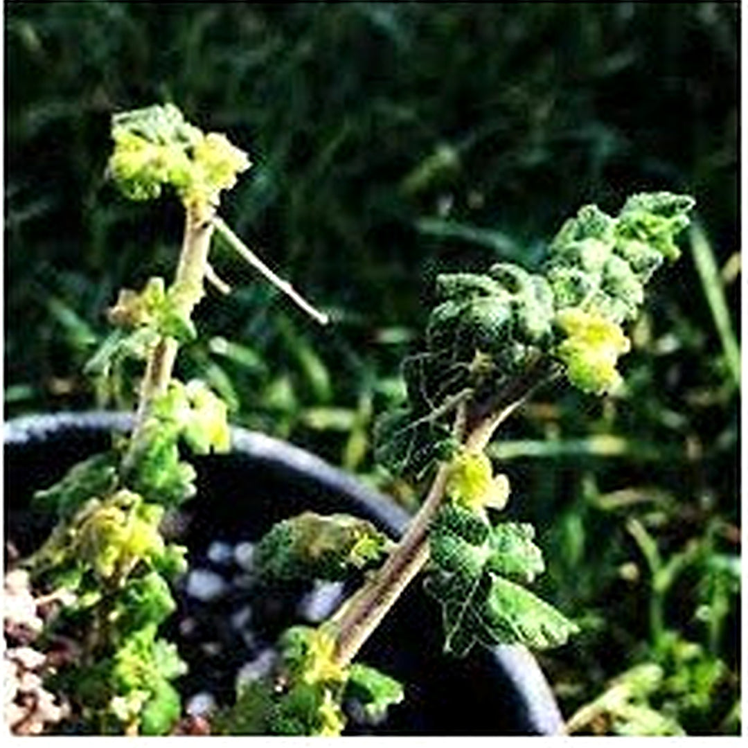 Boswellia Sacra For Planting Heirloom Non Gmo Easy To Grow Frankincense Tree Flower Seeds for Home [neera-v5-9150e075e80bd569f5c6]