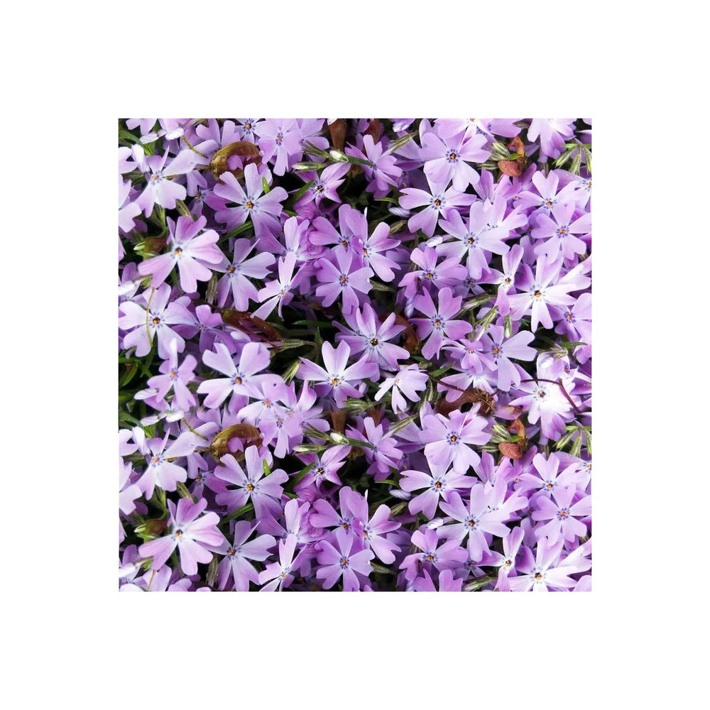 Lavender Linanthus Flower For Planting Non Gmo Flower Seeds for Home Garden Planting, Fragrant [neera-v5-91567729e64b93cba0a6]