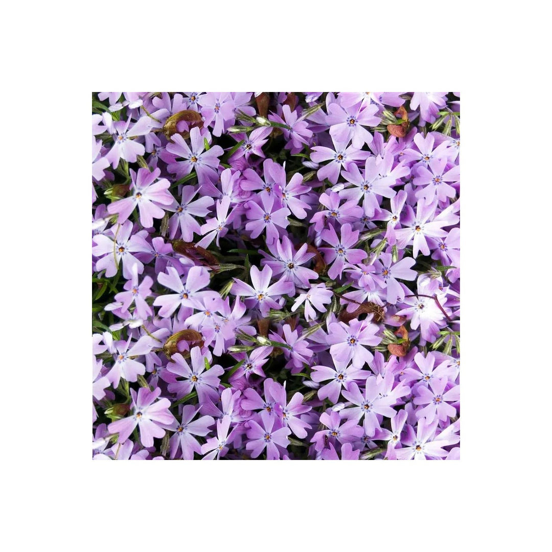 Lavender Linanthus Flower For Planting Non Gmo Flower Seeds for Home Garden Planting, Fragrant [neera-v5-91567729e64b93cba0a6]