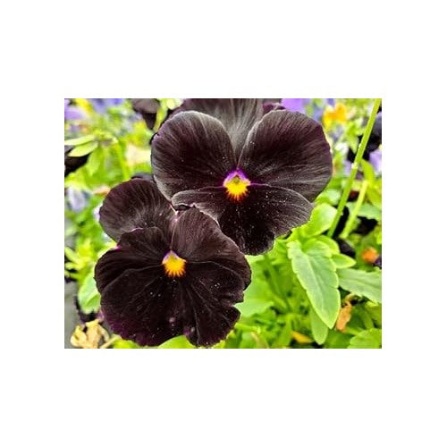 Pansy Flower Seeds Black for Planting [neera-v5-9159d73659113c21b643]