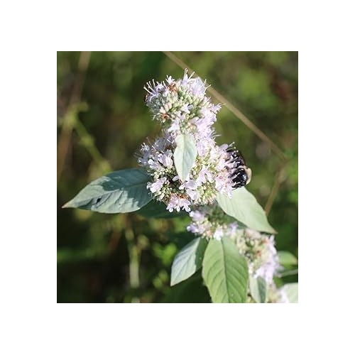 Heirloom Mint Flower Seeds, Non-GMO Fragrant Herb Blooms for Culinary and Garden Planting [neera-v5-915a8baabfdfe7d479d7]