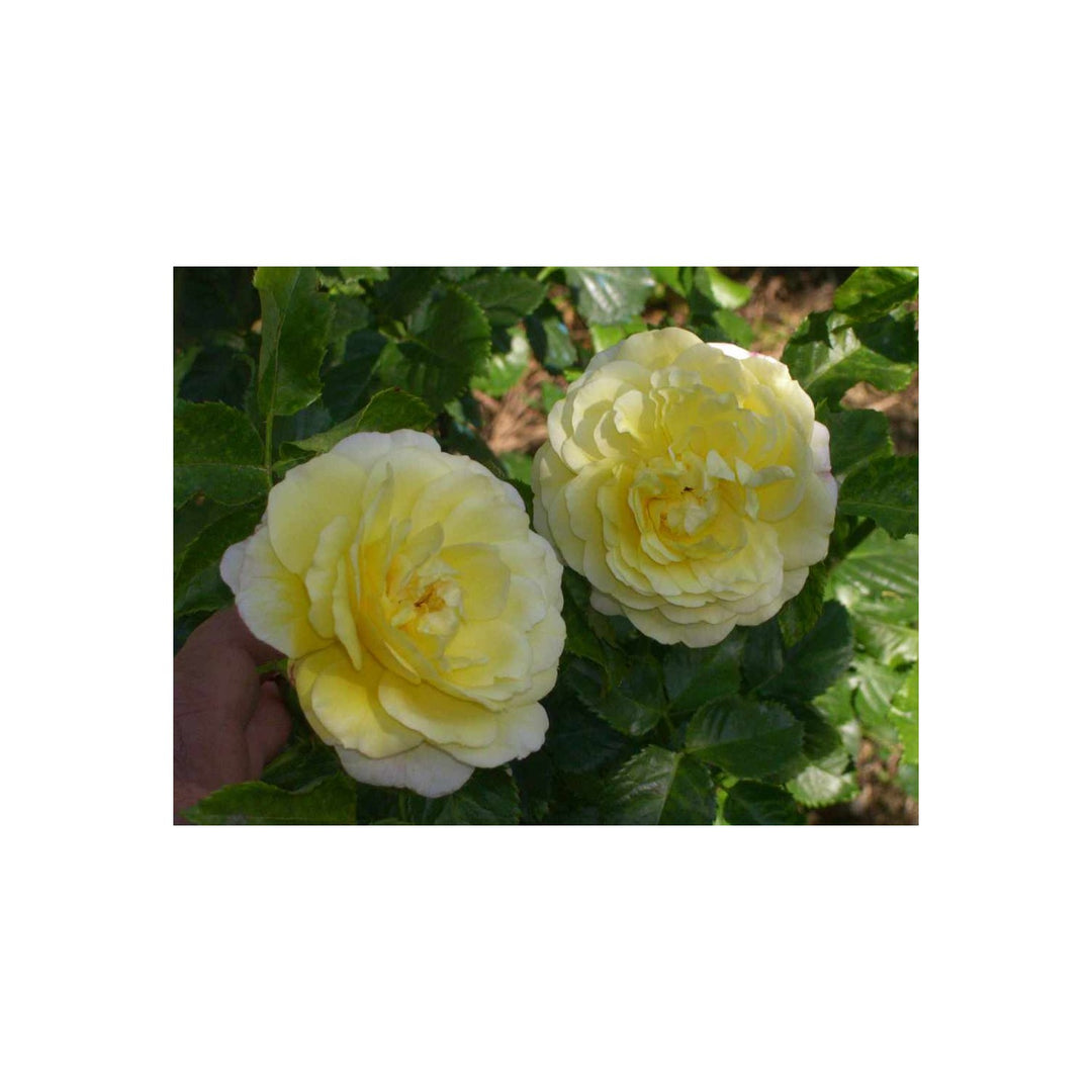 Semi Gialli Della Rosa Rosa Spp Flower For Ornamental Garden And Vertical Blooming Design Flower [neera-v5-9171fd215db89d3c03c5]