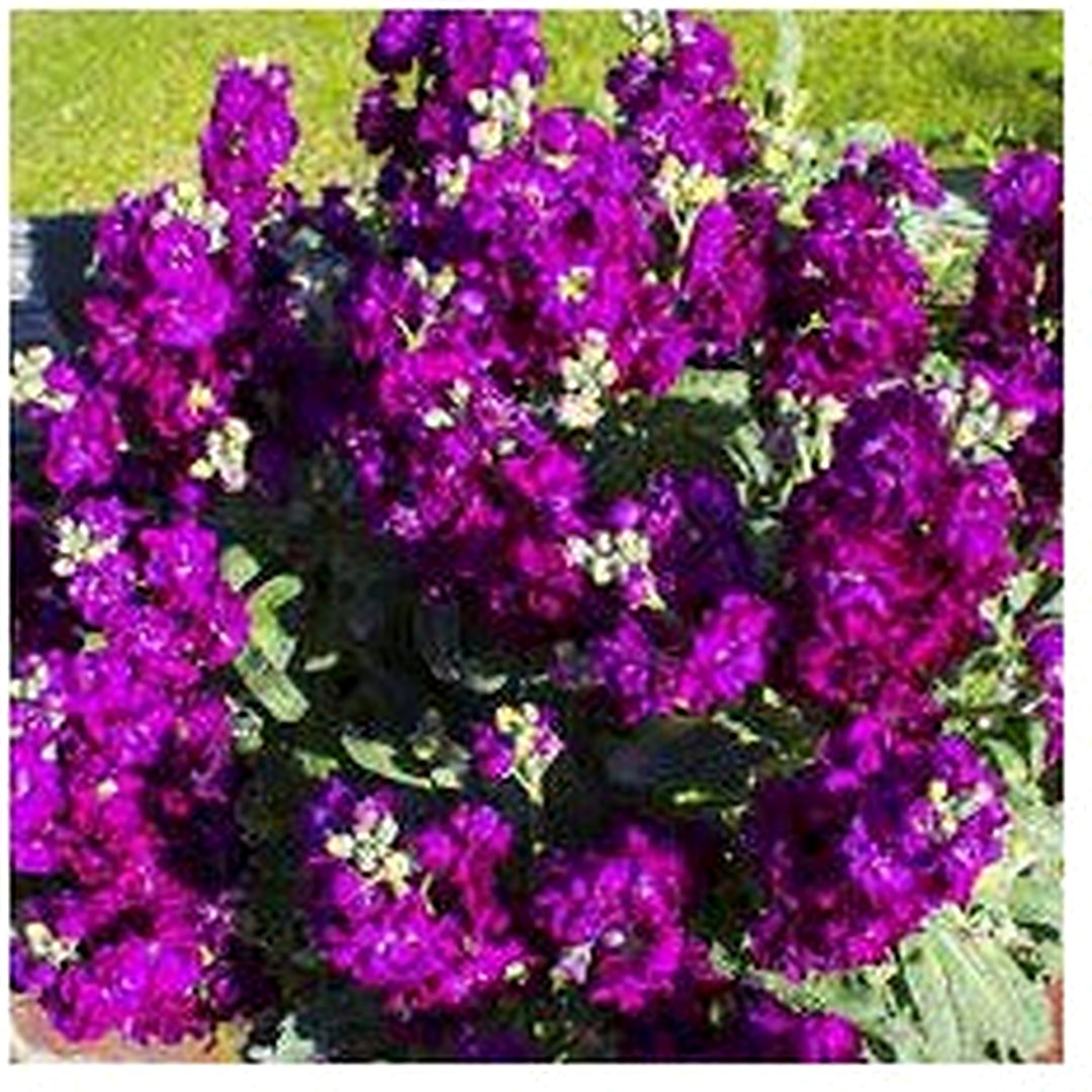 Purple Hoary Stock Flower Seeds for Planting [neera-v5-9173d271a7907ecde0fc]