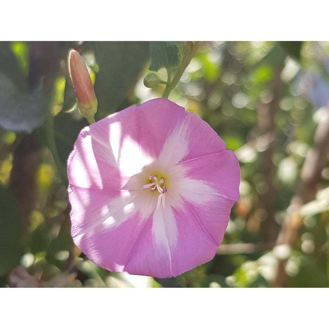 Ackerwinde Flower Heirloom Non Gmo Morning Glory Colorful Climbing Gardens Flower Seeds [neera-v5-917b9f46995a01adbf21]