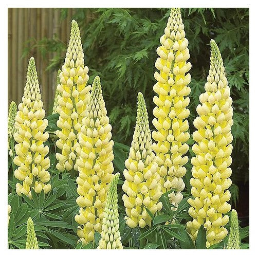 Yellow Lupine Flower For Planting Heirloom Non Gmo Garden Flower Seeds for Home Garden Planting, [neera-v5-918c5272cc1b3102f33c]