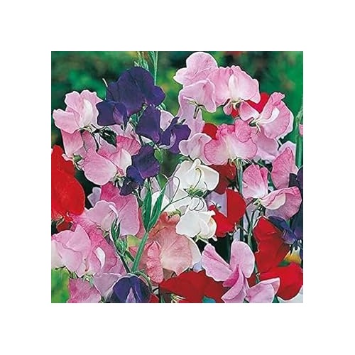 Heirloom Non-GMO Mixed Sweet Pea Flower Seeds for Planting [neera-v5-919209af69f38798b10d]