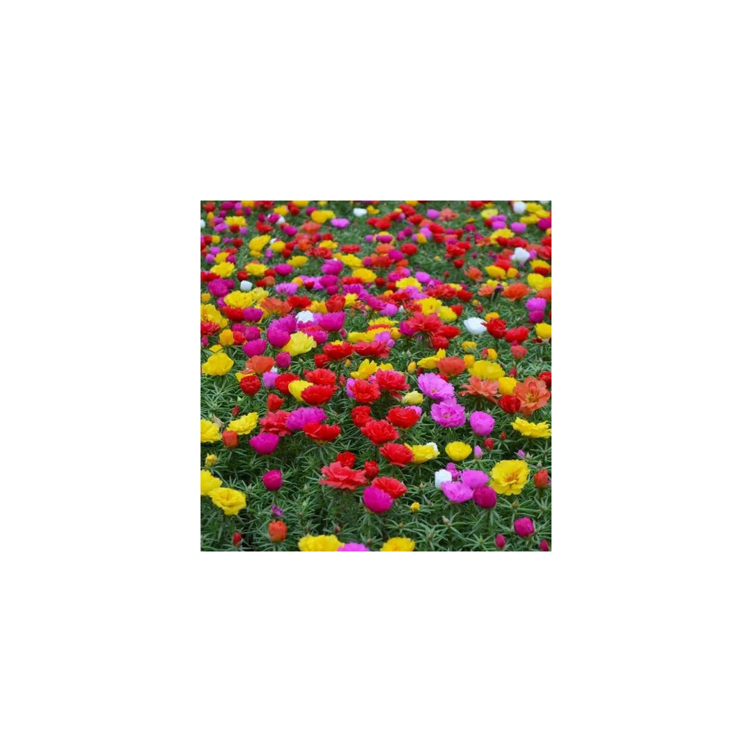 Mixed Portulaca Rose Flower Plant For Planting Non Gmo Heirloom Garden Flower Seeds for Home Garden [neera-v5-919480f63f9b8896a31e]