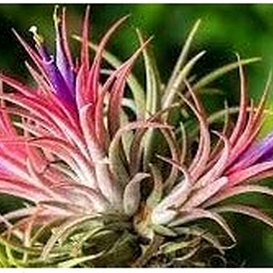 Bromeliad Tillandsia Plant For Planting Flower Seeds for Home Garden Planting, Premium Organic [neera-v5-91ac3c1eb3d4e15020e4]
