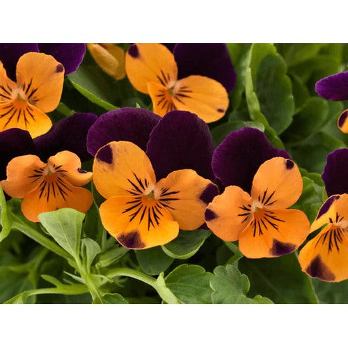 Orange Violet Pansy Flower Seeds for Planting [neera-v5-91ad3aa218dfab9b5927]