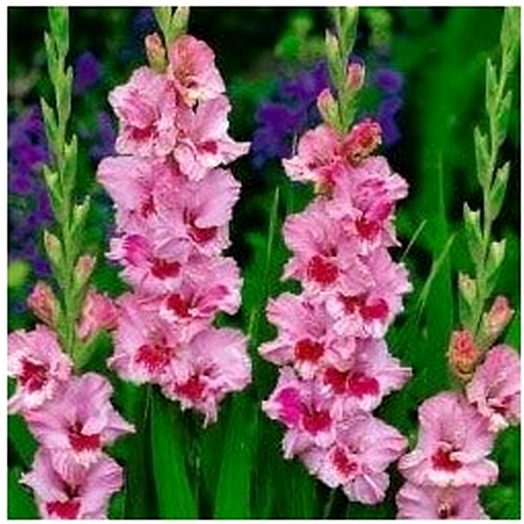 Baby Pink Red Gladiolus Flower Seeds [neera-v5-91ae9e4c14bf26210cf0]