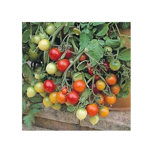 Red Tumbler Tomato Seeds for Planting [neera-v5-91b936defeac4897b88a]