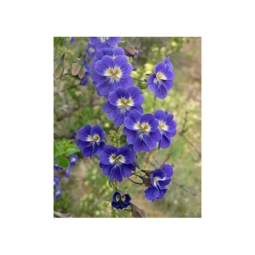 Blue Nasturtium Flower Seeds for Planting [neera-v5-91bb6dc9f93daa68bdc4]