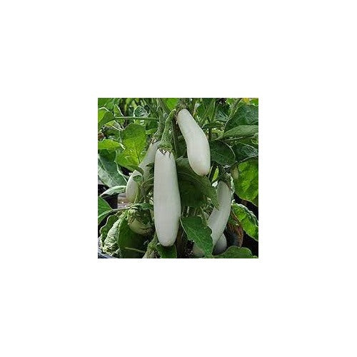 Brinjal Eggplant F1 White Long Seeds for Planting [neera-v5-91c9ffa685a04f5f6989]