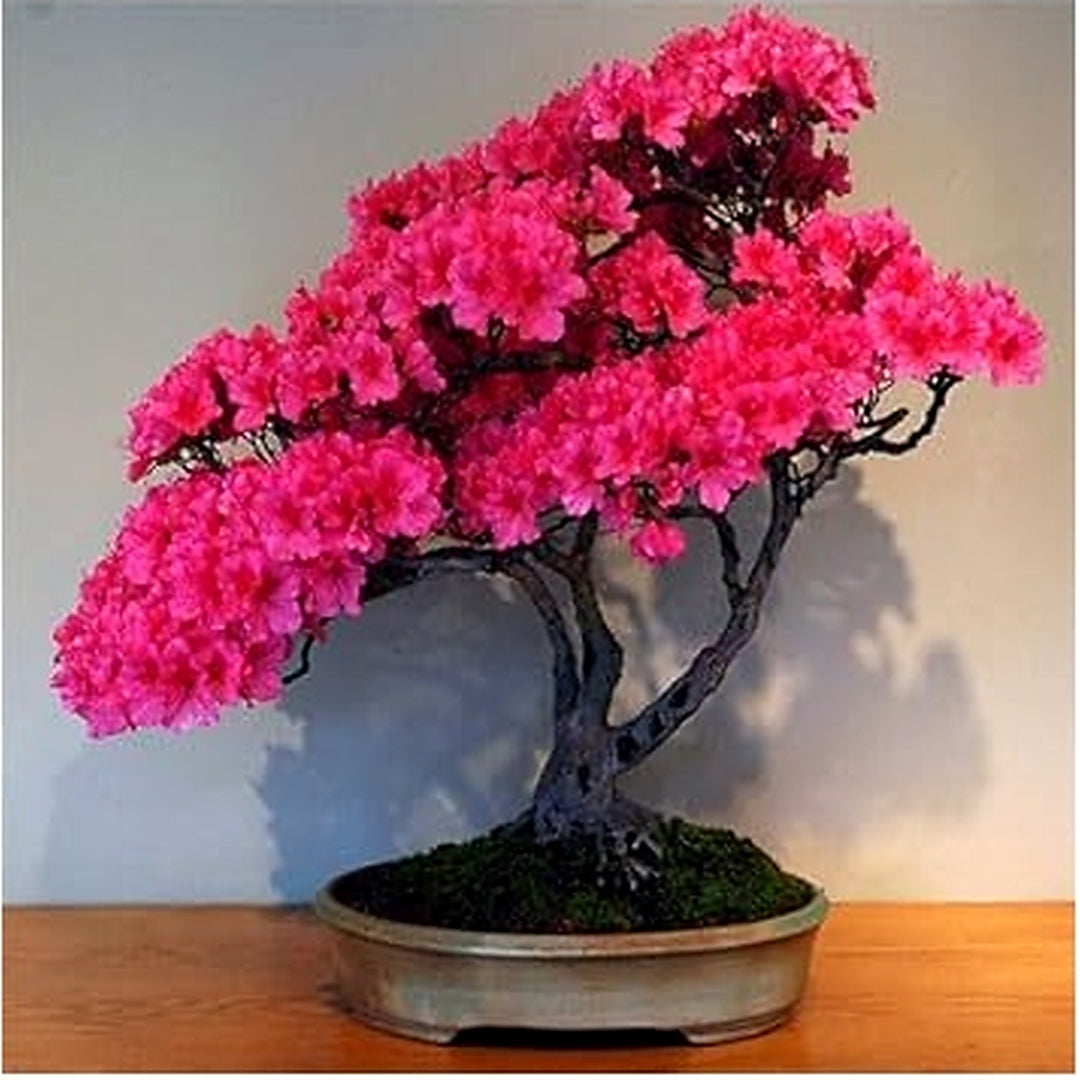 Pink Perennial Azalea Seeds for Planting [neera-v5-91ceb421dd94de1d83e6]