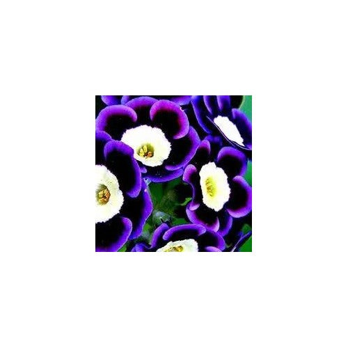 Blue Phantom Petunia Flower For Planting Heirloom Non Gmo Easy To Grow Garden Blooms Flower Seeds [neera-v5-91cf0fc91a2cf391fbb8]
