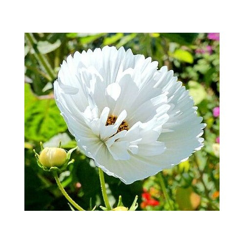 Cupcakes White Cosmos Flower Seeds (Cosmos bipinnatus) [neera-v5-91d92fcb81fd0fadf159]