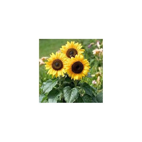 Yellow Mini Sunflower Seeds for Planting [neera-v5-91dcce6d7e0c86704320]