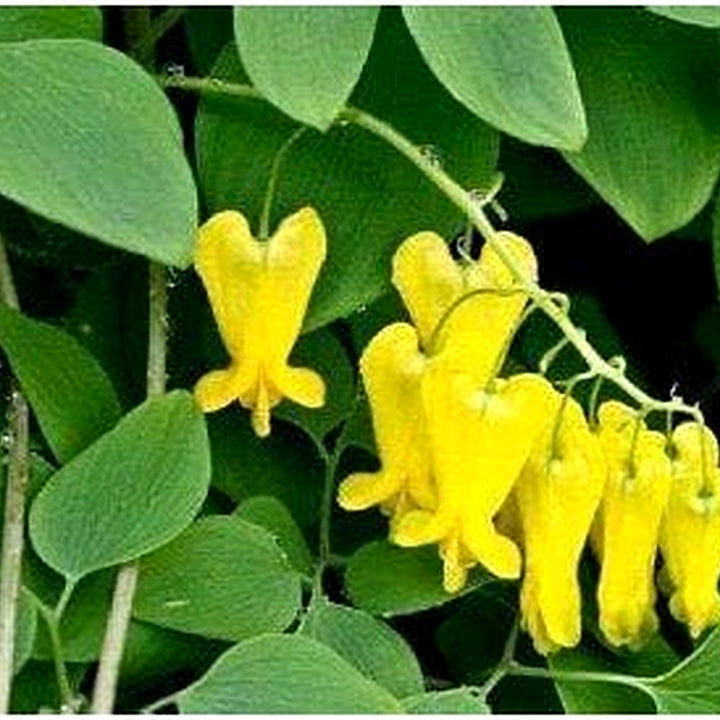 Heirloom Dark Yellow Heart Flower Seeds for Planting [neera-v5-91dd570646c57fa55d31]