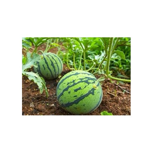 Green Watermelon Vegetable Seeds for Planting [neera-v5-91ec48d2252ec751666e]