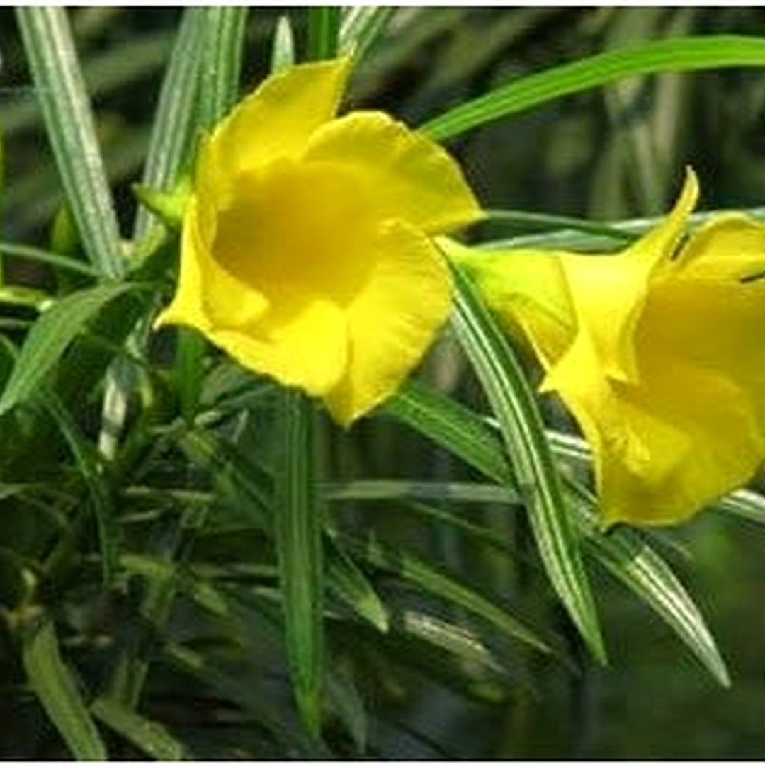 Thevetia Peruviana Flower Seeds for Planting [neera-v5-91ed4d4abbfc1460582c]