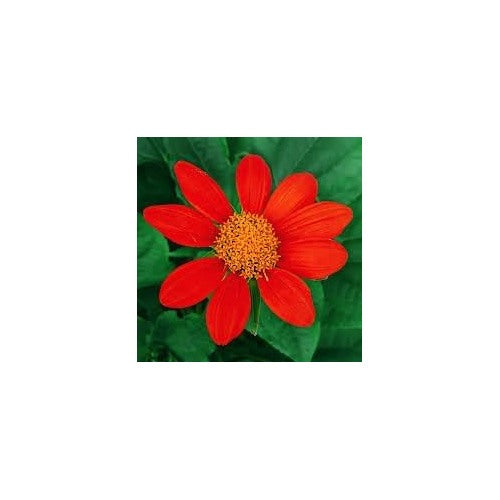 Tithonia Flower For Planting Flower Seeds for Home Garden Planting, Exotic Organic Blooming [neera-v5-91fde204505a8daeda04]