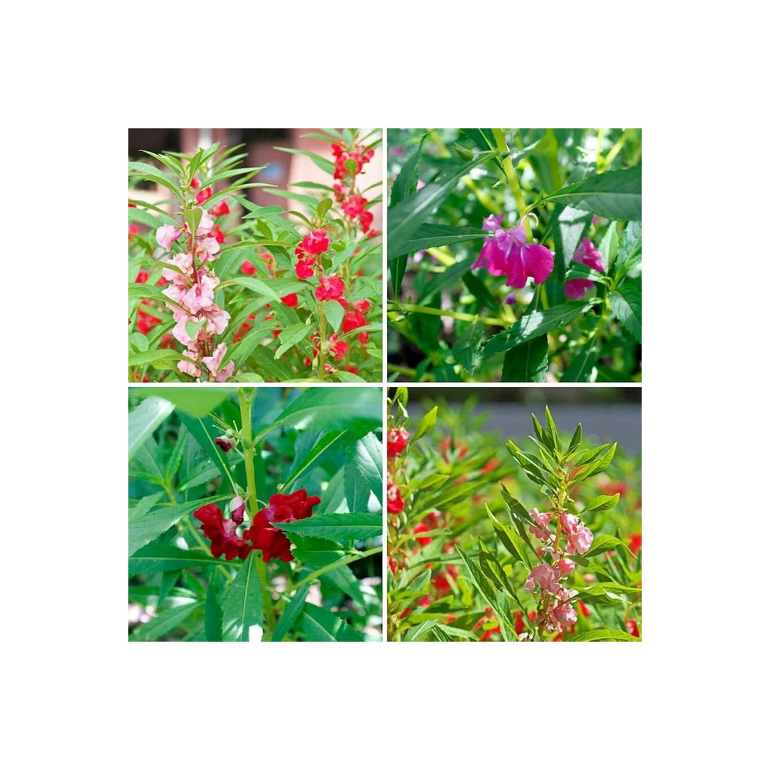 Red Balsam Tom Thumb Impatiens Balsamina Flower For Home Garden Borders And Planting Flower Seeds [neera-v5-91feb42fa5110d14c948]