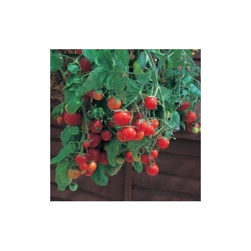 Heirloom Red Tomato Seeds for Planting [neera-v5-9204ca0263b1fa7eb6e7]