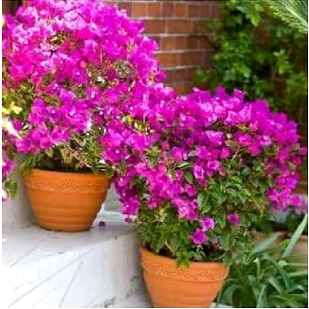 Purple Bougainvillea Climbing Flower Seeds for Planting [neera-v5-92191de201ef429bdd46]