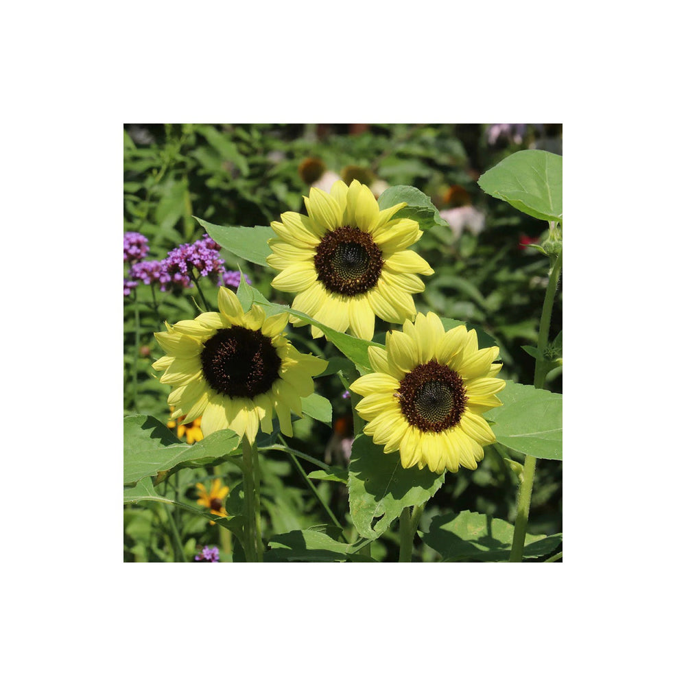 Yellow Light Sunflower Heirloom Non Gmo Flower Planting Bright Blooms Flower Seeds Home [neera-v5-921c19d650a58630a0b6]